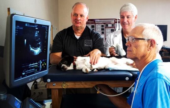 Veterinary Ultrasound Education - Antech Diagnostics