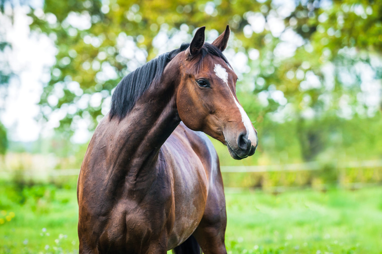 MARS EQUESTRIAN™ will present an Equine Veterinary Continuing Education Series in the Fall of