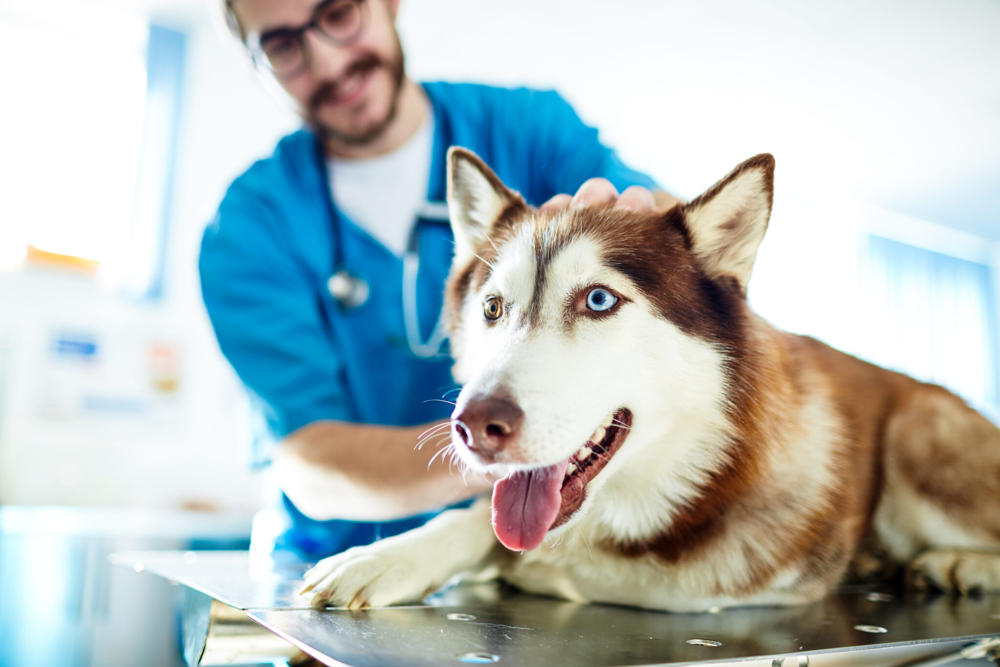 Canine Influenza — What You Need to Know Antech Diagnostics