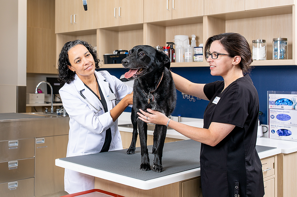 Antech’s Breakthrough AI-powered Radiology and Targeted Cancer Screening Tools Now Available, Unleashing New Chapter for Veterinary Diagnostics